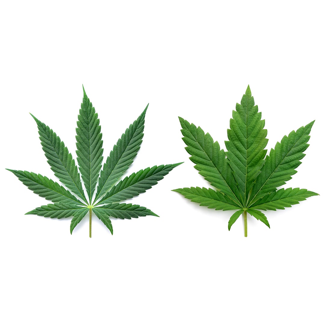 Sativa vs Indica: What’s the Difference (and Does It Matter)?