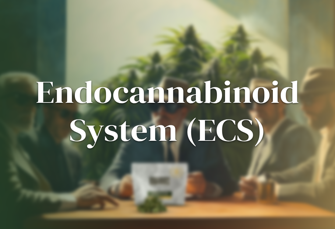 Endocannabinoid System (ECS)