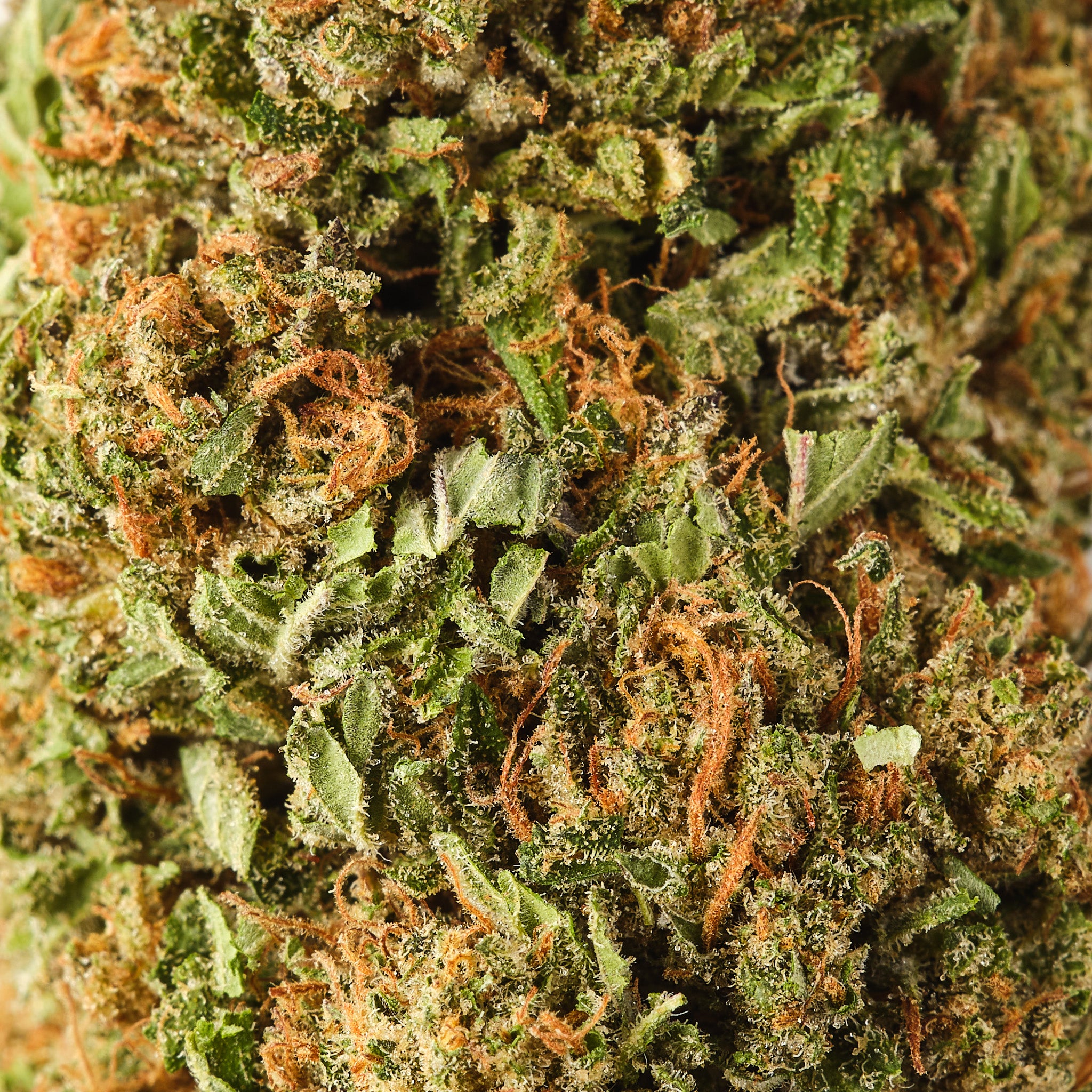 Lemon Octane US CBD flower