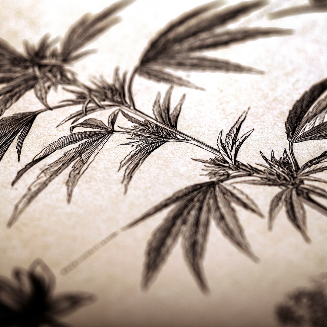 A Brief Journey Through the History of Hemp