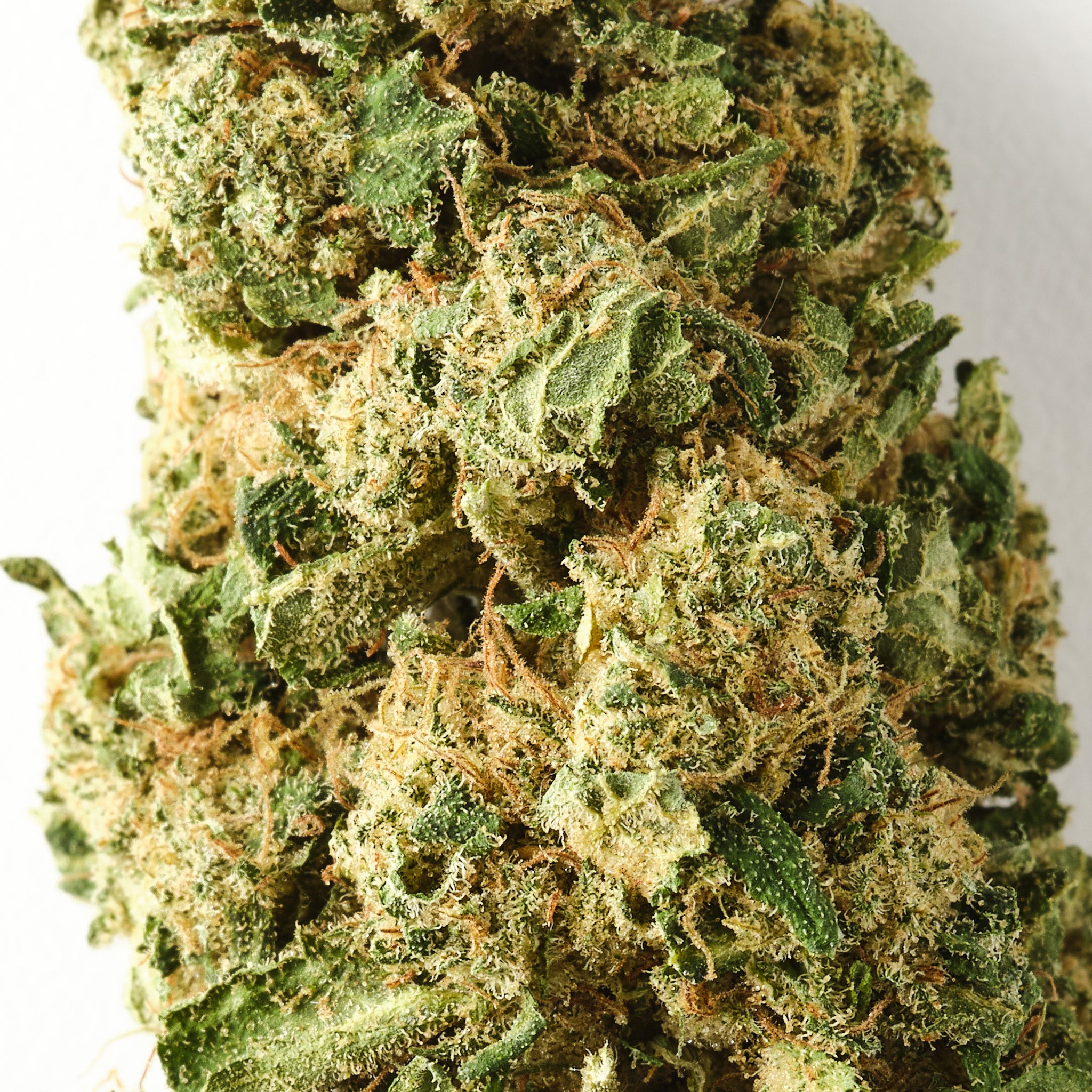 Chocolope - CBD Flower - Glasshouse