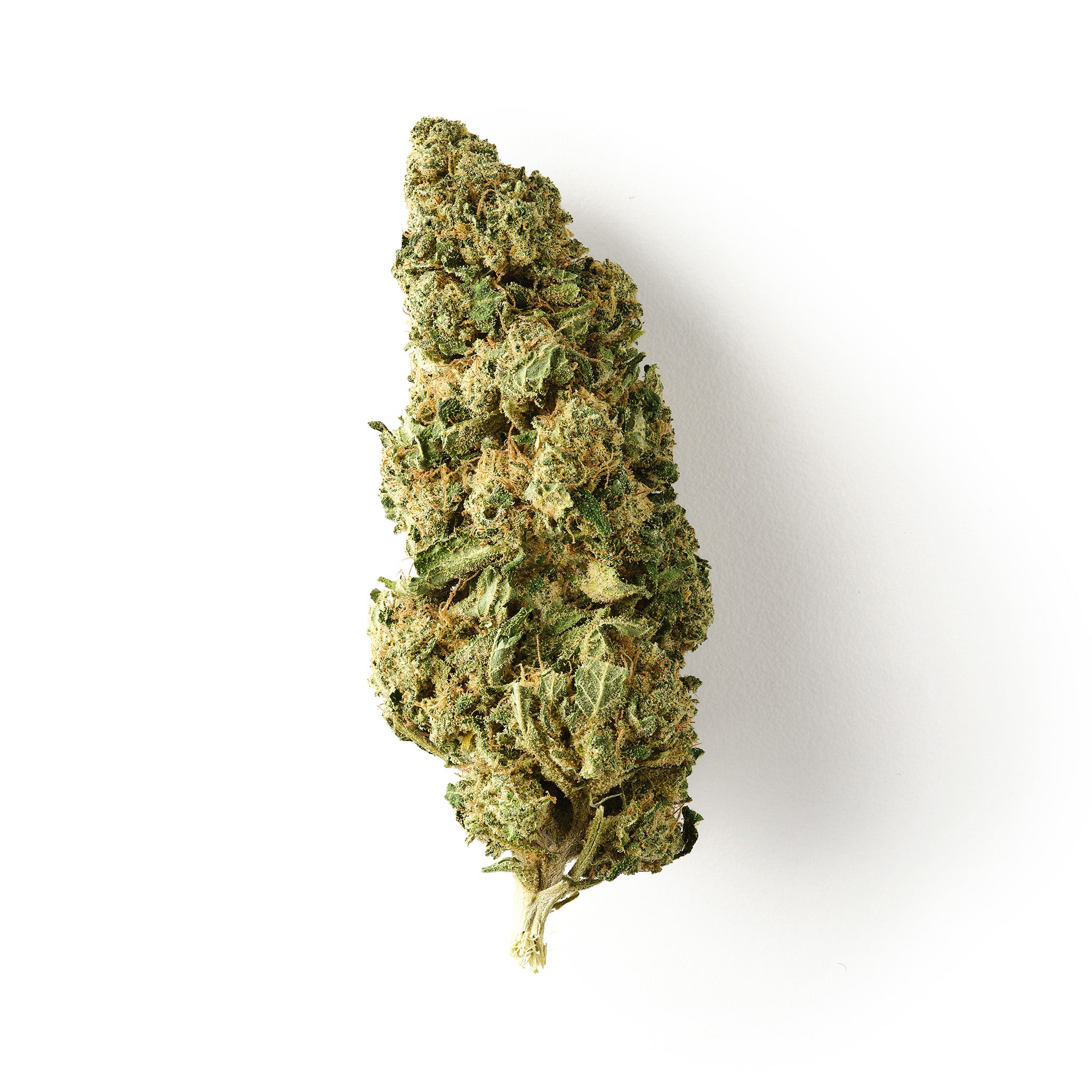 Chocolope - CBD Flower - Glasshouse
