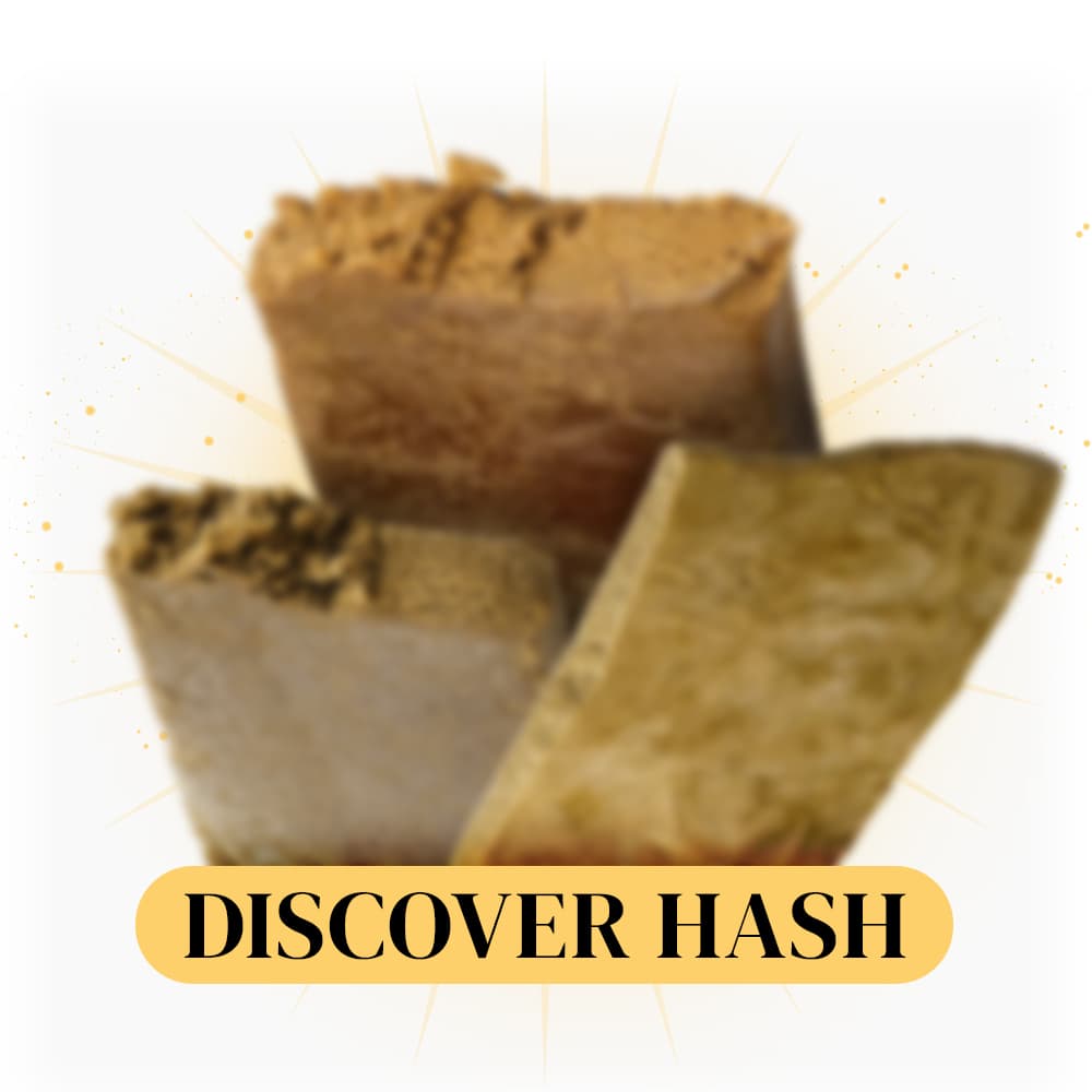 Bundle CBD Hash