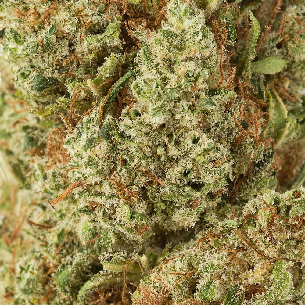 Orangello - CBD Flower - Indoor