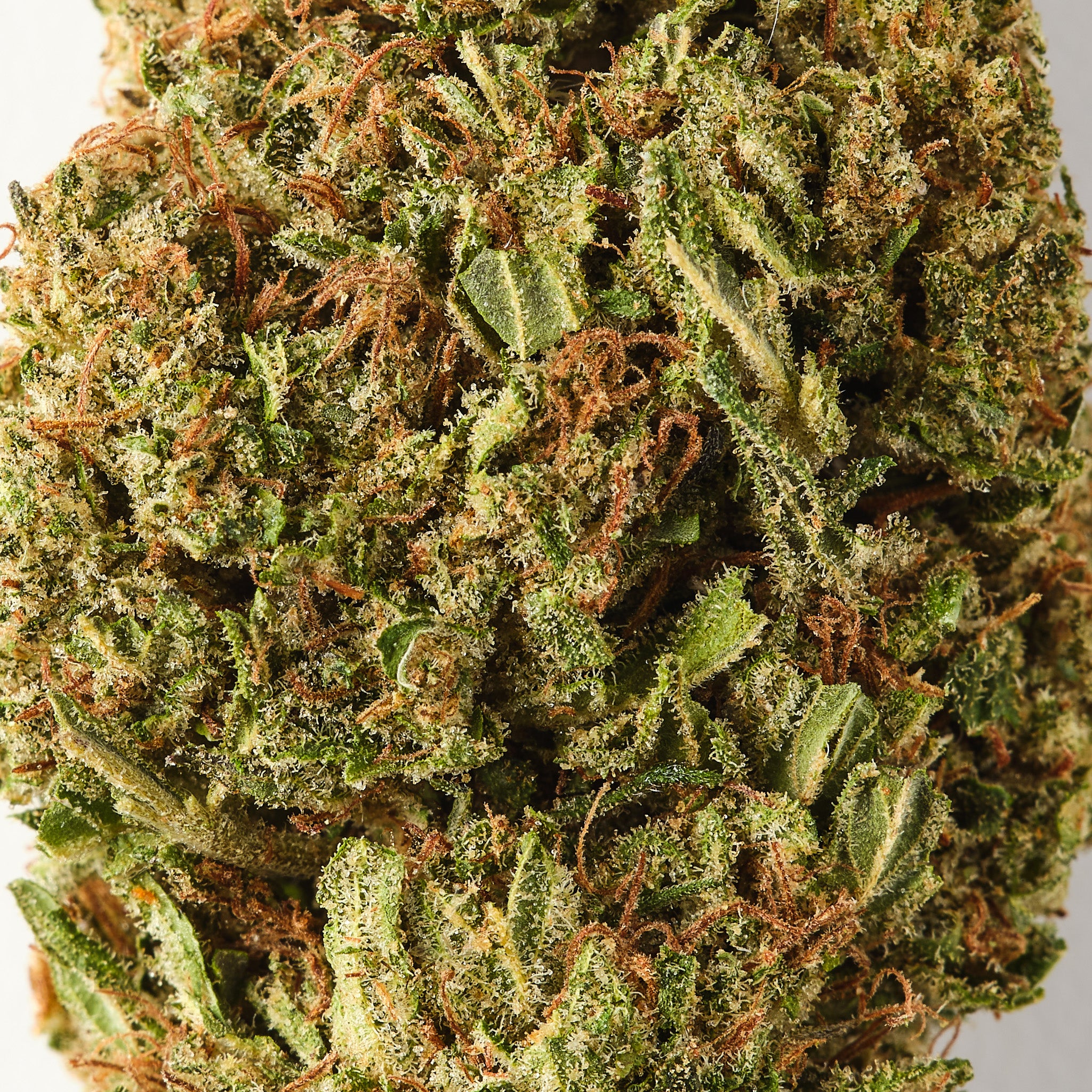 Royal OG CBD Flower - USA-Grown Premium Aroma - Bud Bros