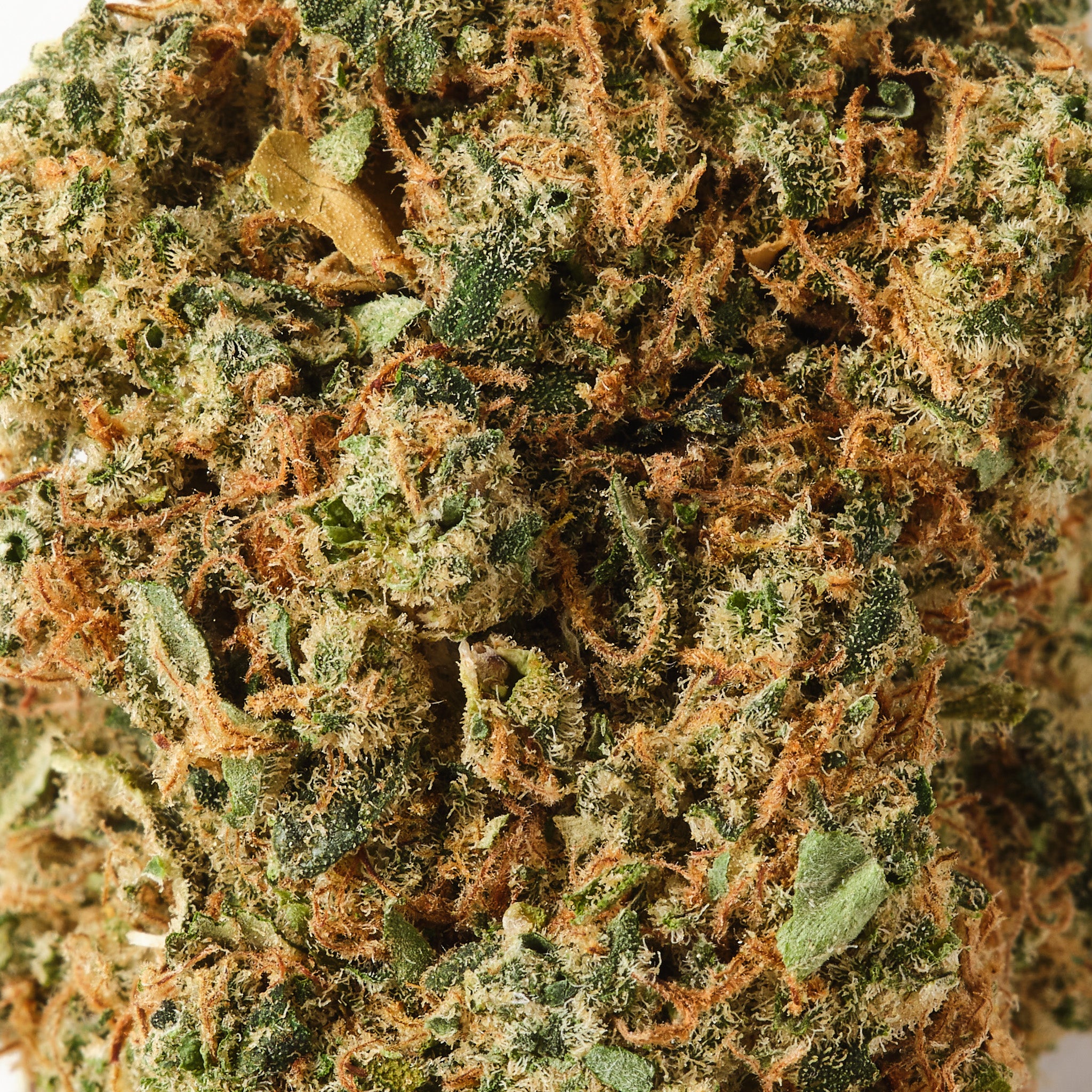 Solero Cream - CBD Flower - Indoor